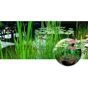 Heissner CFP+D 1 Sada PLUS pro vybudování koupacího nebo okrasného jezírka 4 × 2,3 × 1,5 m (možné vč. ryb)